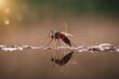 'blood sucking mosquito malaria dengue bite skin macro insect disease infectious medicine medicals virus sucker human pest parasitic nature'