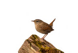 Fototapeta Dmuchawce - portrait of a small wren bird standing on a stump on a white isolated background