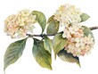 Viburnum colorful flower watercolor isolated on white background