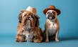 Brown shih tzu and light French bulldog sit back to back, wearing cowboy hats, solid blue background.