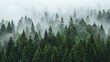  A forest filled with many trees shrouded in fog, densely layered and heavy with it