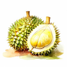 Various Types Of Tropical Plant Durian