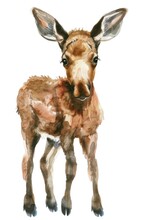 Baby Moose Watercolor Painting