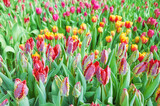 Fototapeta  - Field of tulips, natural colorful background, selective focus.
