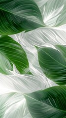 Wall Mural - Leaves of Spathiphyllum cannifolium pattern background