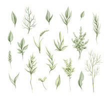 Set With Vintage Various Green Twigs And Leaves Vegetation Set Isolated On White Background. Watercolor Hand Drawn Illustration Sketch