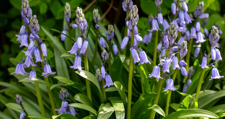 Cluster of bluebell flowers in bloom with luscious green leaves in spring