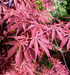 red leaves of acer palmatum 'suminagashi' japanese maple tree in spring