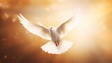 Fototapeta Sypialnia - Beautiful white dove flying in the sky