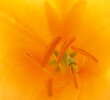 Macro and details of yellow lily.