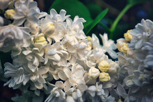 Flieder - Ecology - Frühling - Springtime- Spring - Background - Concept - Blooming - Flower - Bloom - Green - Wonderful - High Quality Photo