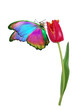 colorful tropical morpho butterfly on red tulip flower in dew drops isolated on white