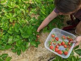 Fototapeta Uliczki - A woman picks strawberries in her garden during the summer