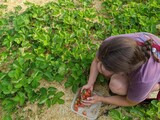 Fototapeta Uliczki - A woman picks strawberries in her garden during the summer