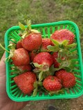 Fototapeta Uliczki - A farmer holds a basket of fresh organic strawberries during the summer
