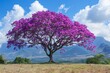 Behold the awe-inspiring view of a blooming purple Ipê tree, where deep purple flowers add a touch of royalty against the verdant foliage and clear blue skies, encapsulating the beauty
