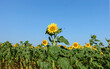 Beautiful sunflowers in the field with bright blue sky
