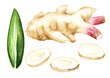 Fresh galangal rhizomes with slices and green leaf set.  Hand drawn watercolor illustration isolated on white background