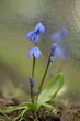 Scilla siberica blooming flowers on bokeh blur background, siberian squill blue flowers as painting, picturesque effect on bokeh lights background, swirly bokeh, by manual Helios lens.