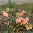 Hellebores blooming and changing colour on pink flowers on bokeh background, by manual Helios lens.