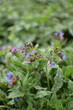 Pulmonaria saccharata blooming, spring blue flowers background with bokeh lights, by old manual helios lens, swirly bokeh, soft focus.