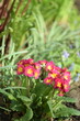 Primroses red flowers on spring garden background, by old manual Helios lens, bokeh, soft focus.