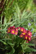 Primroses red flowers on spring garden background, by old manual Helios lens, bokeh, soft focus.