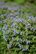 Pulmonaria saccharata blooming, spring blue flowers background with bokeh lights, by old manual helios lens, swirly bokeh, soft focus.