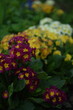 Primroses red, orange and pastel yellow flowers on spring garden background, by old manual Helios lens, bokeh, soft focus.