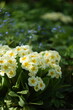 Primroses pastel yellow flowers on spring garden background with brunnera blue flowers, by old manual Helios lens, swirly bokeh, soft focus.