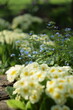 Primroses and brunnera in spring garden, pastel yellow primula nad blue siberian bugloss spring floral background, by manual Helios lens, soft focus, bokeh background.