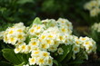 Primroses pastel yellow flowers on spring garden background, by old manual Helios lens, swirly bokeh, soft focus.