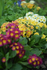 Wall Mural - Primroses red, orange and pastel yellow flowers on spring garden background, by old manual Helios lens, bokeh, soft focus.