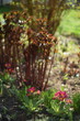 Primroses nad paeony spring shoots, spring garden view by manual Helios lens, soft focus, swirly bokeh.