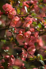 Wall Mural - Chaenomeles japonica flowers on branch, pink spring flowers of blooming quince on shrub. Pink flowers background, selective focus, by manual Helios lens.