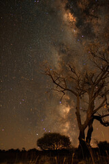 Wall Mural - the night sky is full of stars shining brightly above a forest of trees, creating a breathtaking cel