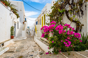 Wall Mural - White houses in narrow alley of traditional Kastro village with bougainvillea flowers in foreground, Sifnos island, Greece