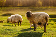 Wonderful close up spring shot with black skin sheep grazing grass in the sunlight.