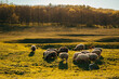Beautiful landscape spring shot with sheep and lambs grazing grass in the sunlight.