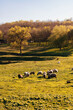 Beautiful landscape spring vertical shot with sheep grazing grass in the sunlight.