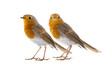 two european robin isolated on a white background