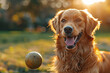 A dog eagerly fetching a ball thrown by its owner in a sunny park, illustrating the bond between humans and pets. Concept of canine companionship. Generative Ai.