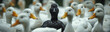 The misunderstood black duck. A flock of ducks, with one lone black duck amongst them, standing together in unity. The black duck symbolizing difference and acceptance in society