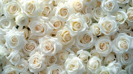  An extensive close-up of a beautiful and dense bouquet of fresh white roses, with a soft focus on the delicate petals