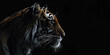 Portrait of a tiger isolated on black background