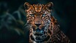 Beautiful portrait of a leopard in its habitat at night with a single light in high resolution and high quality. animals concept