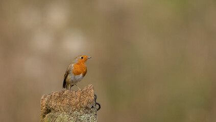 Wall Mural - robin (Erithacus rubecula) bird perched on a rustic fence isolated from bright background. copy space