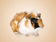 funny cute domestic hamster pet on background