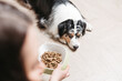 Women's hands hold a bowl of dry food, the dog lies on the floor and look. Australian Shepherd breed Aussie
