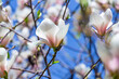 Magnolia soulangeana or saucer magnolia white pink blossom tree flower close up selective focus in botanical garden, Kharkov, Ukraine in the early spring. Nature background. Spring flower background.